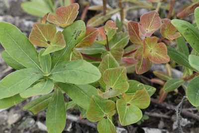 Euphorbia komaroviana, photographed by Repina Tatyana