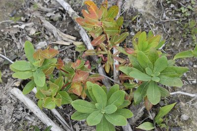 Euphorbia komaroviana, photographed by Repina Tatyana