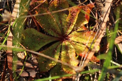Drosera rosulata, photographed by Em Lamond