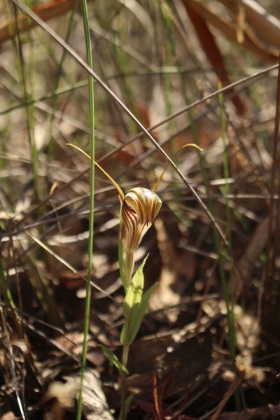 Pterostylis hamiltonii, photographed by Em Lamond