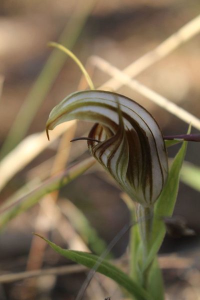 Pterostylis hamiltonii, photographed by Em Lamond
