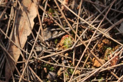 Drosera spilos, photographed by Em Lamond