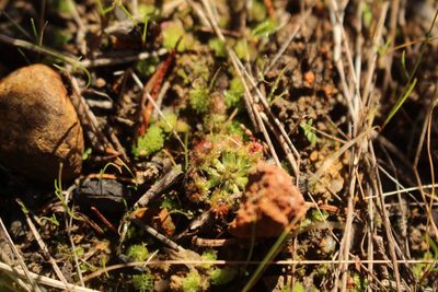 Drosera spilos, photographed by Em Lamond