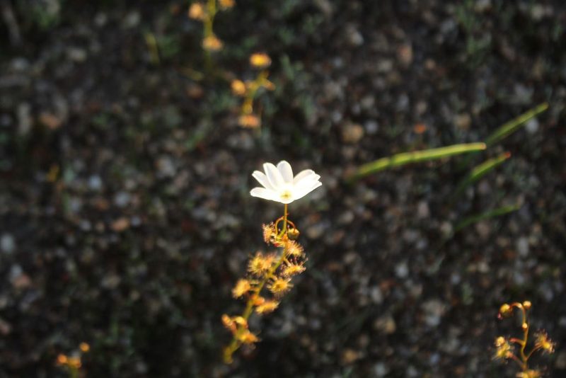 Drosera heterophylla, photographed by Em Lamond
