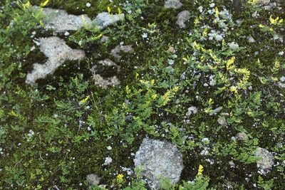 Cheilanthes austrotenuifolia, photographed by Em Lamond
