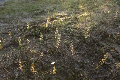 Drosera heterophylla, photographed by Em Lamond