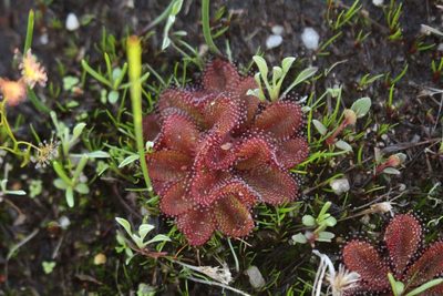 Drosera rosulata, photographed by Em Lamond