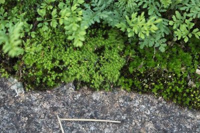 Cheilanthes austrotenuifolia, photographed by Em Lamond