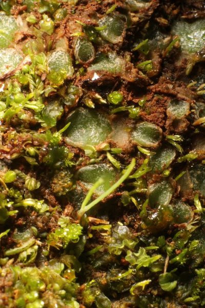 Enigmella thallina, photographed by Em Lamond