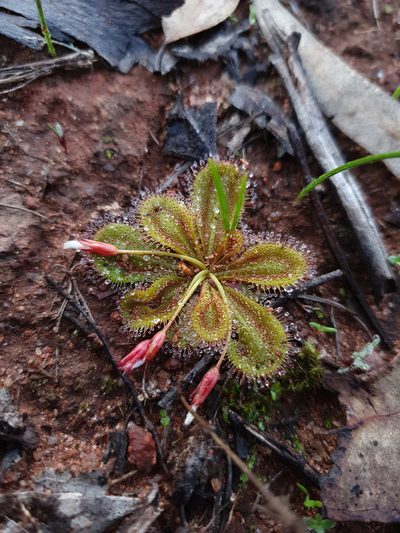 Drosera bulbosa, photographed by Em Lamond