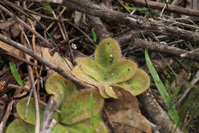 Drosera collina, photographed by Em Lamond