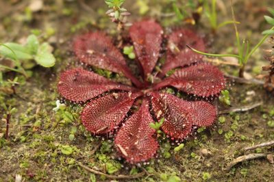 Drosera rosulata, photographed by Em Lamond