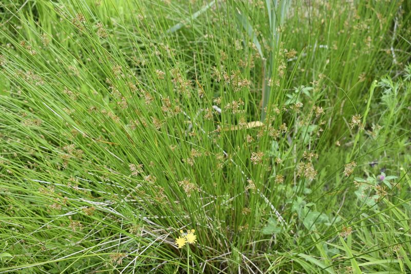 Juncus decipiens, photographed by Repina Tatyana