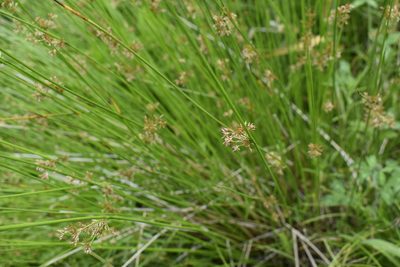 Juncus decipiens, photographed by Repina Tatyana