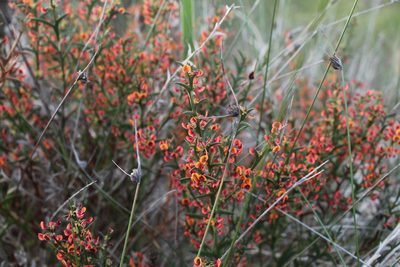 Daviesia decurrens, photographed by Em Lamond