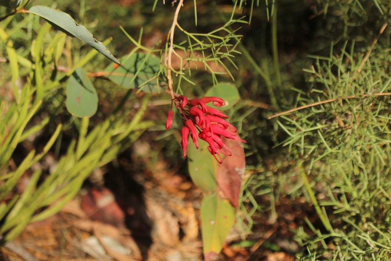 Grevillea wilsonii, photographed by Em Lamond