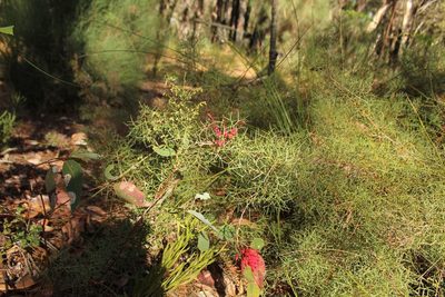 Grevillea wilsonii, photographed by Em Lamond