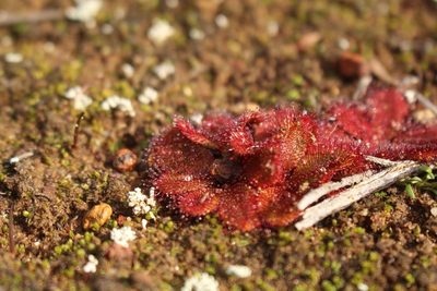Drosera rosulata, photographed by Em Lamond