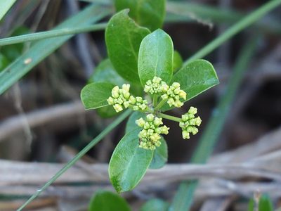 Gymnema sylvestre, photographed by 葉子