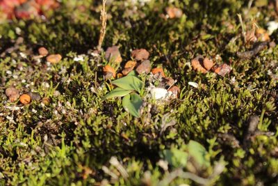 Spiculaea ciliata, photographed by Em Lamond