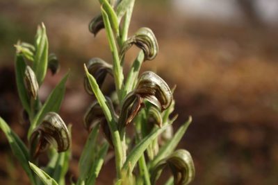 Pterostylis sanguinea, photographed by Em Lamond