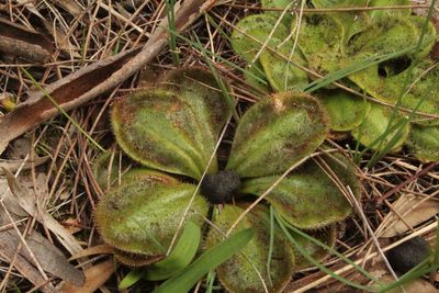 Drosera collina, photographed by Em Lamond