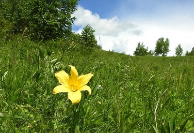 Hemerocallis minor, photographed by Анна Васильченко