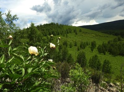 Paeonia lactiflora, photographed by Анна Васильченко