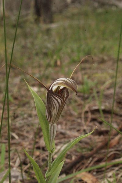 Pterostylis hamiltonii, photographed by Em Lamond