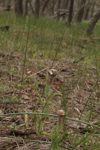 Pterostylis hamiltonii, photographed by Em Lamond