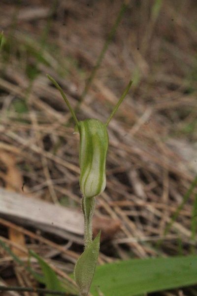 Pterostylis dilatata, photographed by Em Lamond