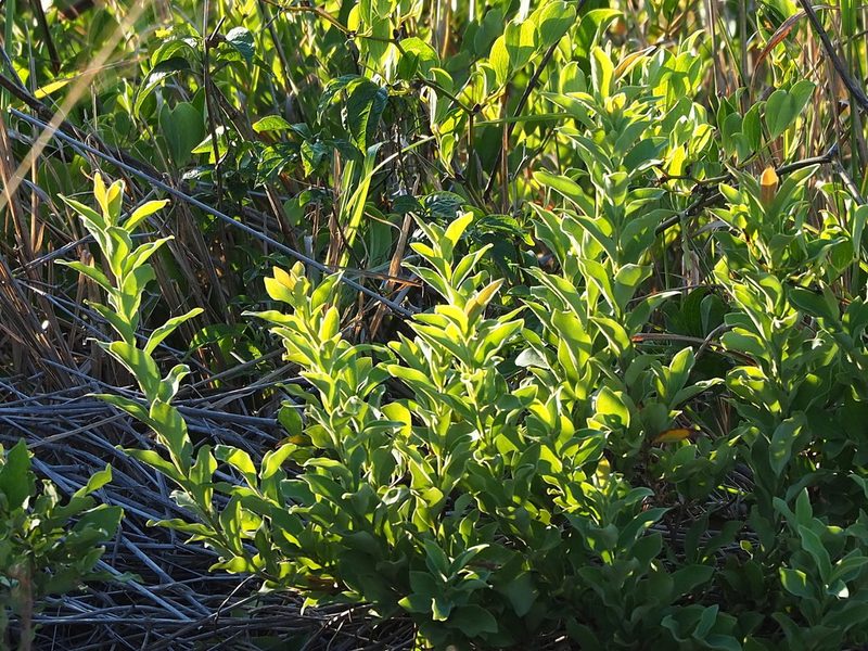 Lindera glauca, photographed by 葉子