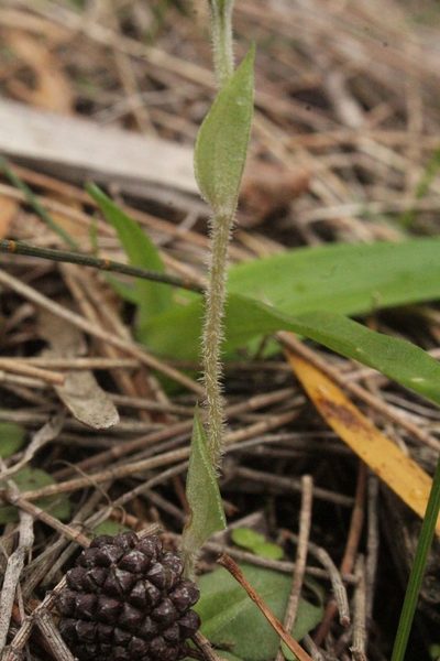 Pterostylis dilatata, photographed by Em Lamond