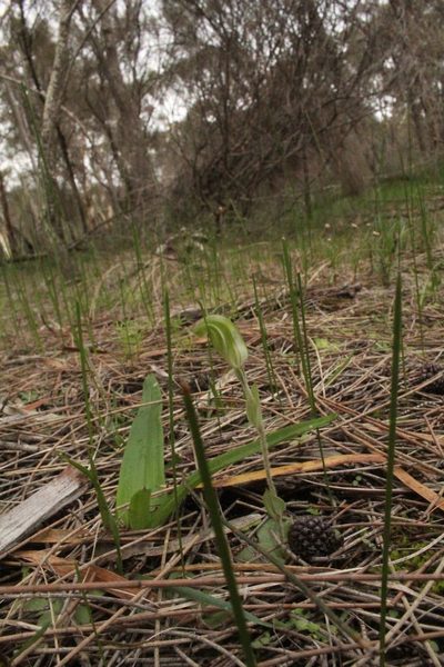 Pterostylis dilatata, photographed by Em Lamond