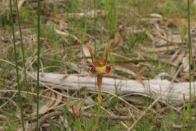Leporella fimbriata, photographed by Em Lamond