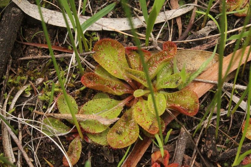 Drosera tubaestylis, photographed by Em Lamond