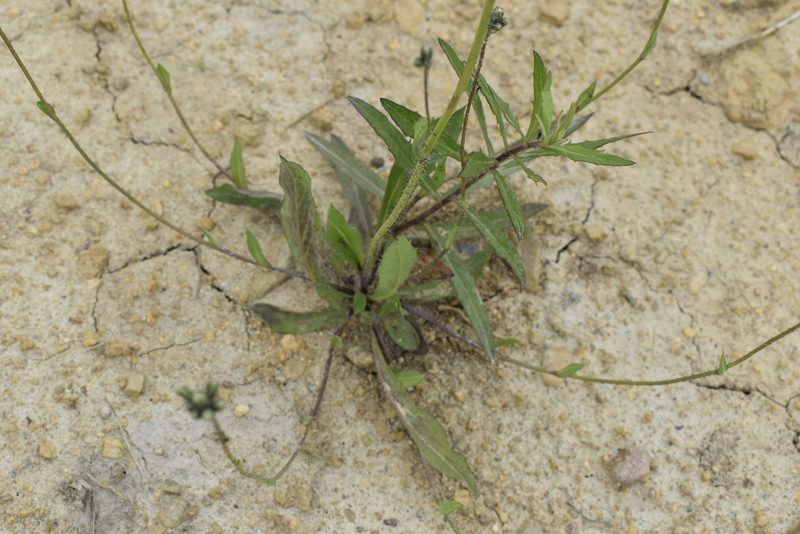 Pilosella floribunda, photographed by Repina Tatyana