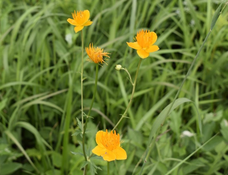 Trollius chinensis, photographed by Repina Tatyana