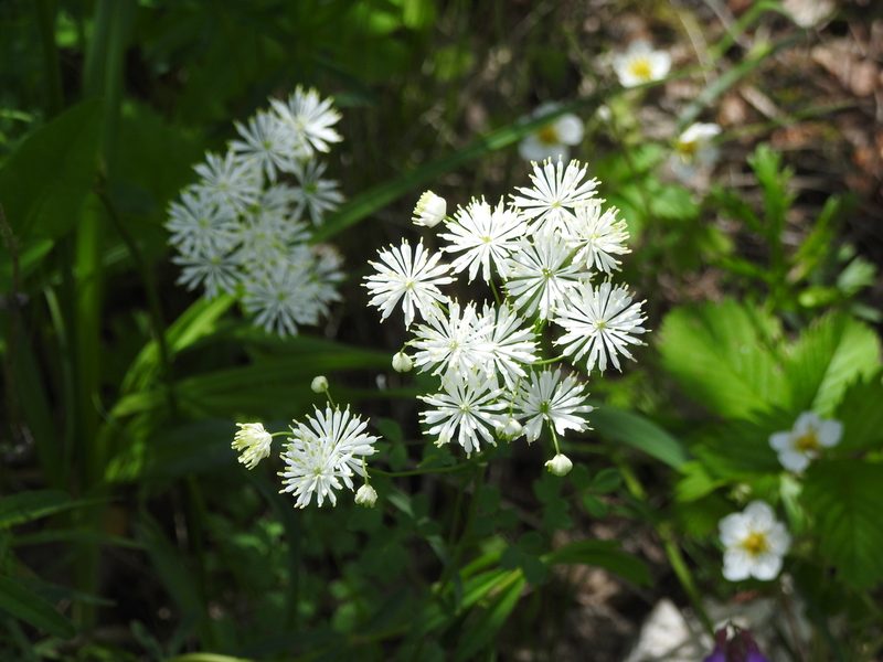 Thalictrum petaloideum, photographed by Анна Васильченко