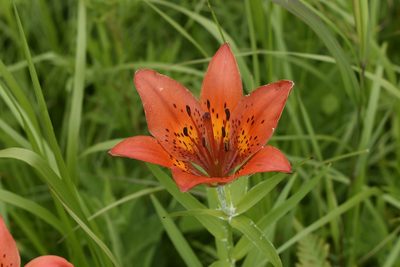 Lilium pensylvanicum, photographed by Repina Tatyana