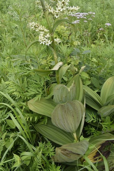 Veratrum dahuricum, photographed by Repina Tatyana