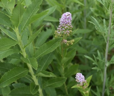 Spiraea salicifolia, photographed by Repina Tatyana
