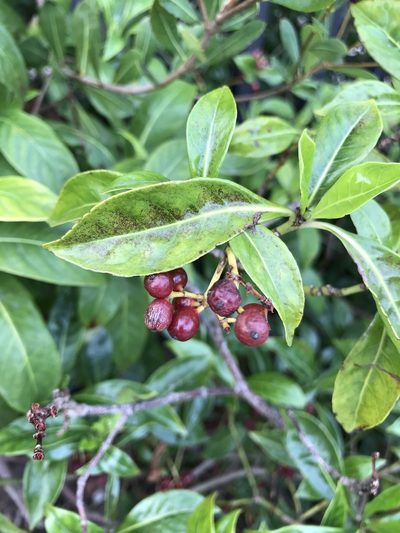 Psychotria ligustrifolia, photographed by ahaywood.geo