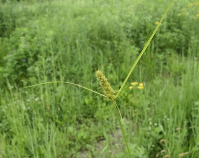 Carex neurocarpa, photographed by Repina Tatyana