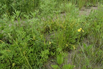 Carex neurocarpa, photographed by Repina Tatyana