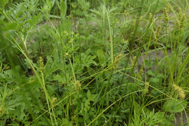 Carex neurocarpa, photographed by Repina Tatyana