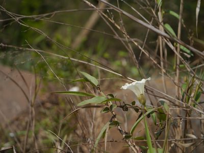 Camonea pilosa, photographed by Dinesh Valke
