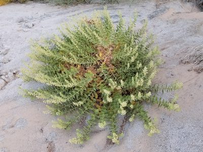 Ambrosia ilicifolia, photographed by Bob Miller