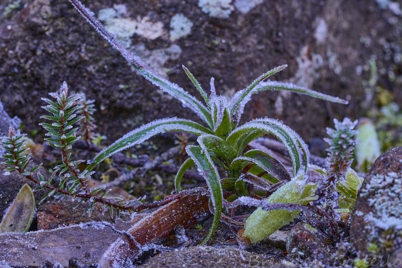 Richea dracophylla, photographed by Brendan Costello