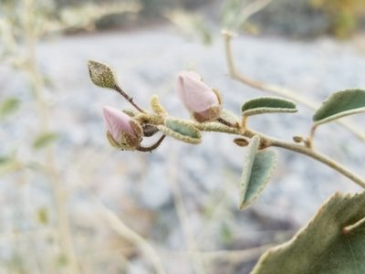 Horsfordia alata, photographed by Bob Miller
